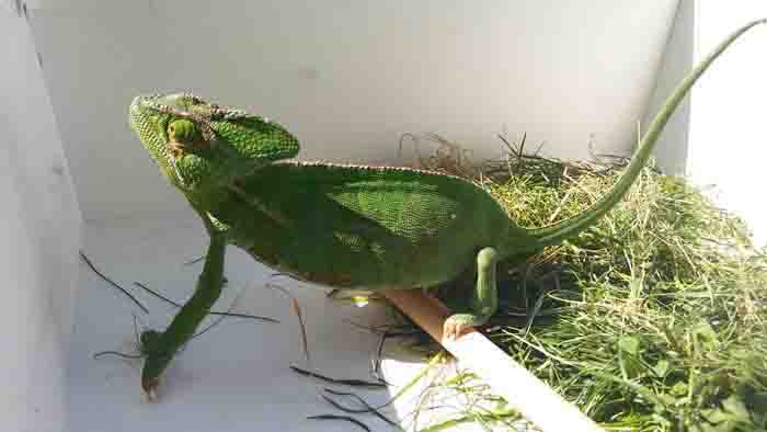 2016 09 Patrol Eko odłowił kameleona przy ul Żaglowej