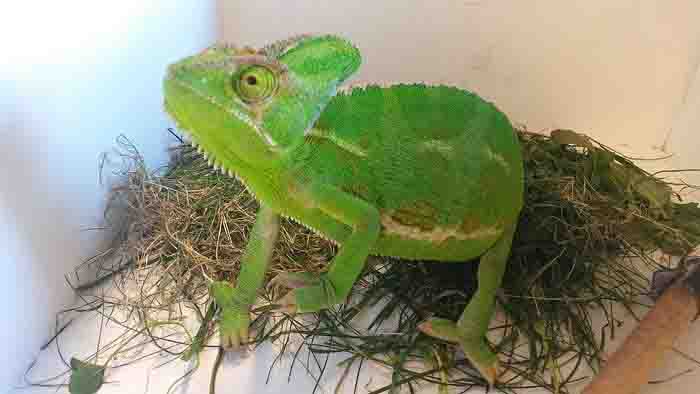 2016 09 patrol eko odlowil kameleona przy ul Zaglowej 02