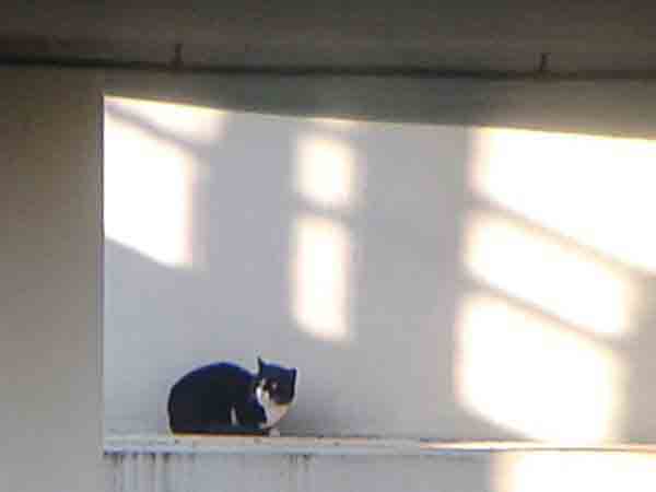 2016 11 uwieziony kot na polce