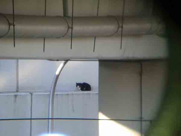 2016 11 uwieziony kot na polce zdj2