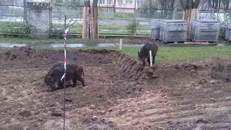 2017 04 dziki bemowo