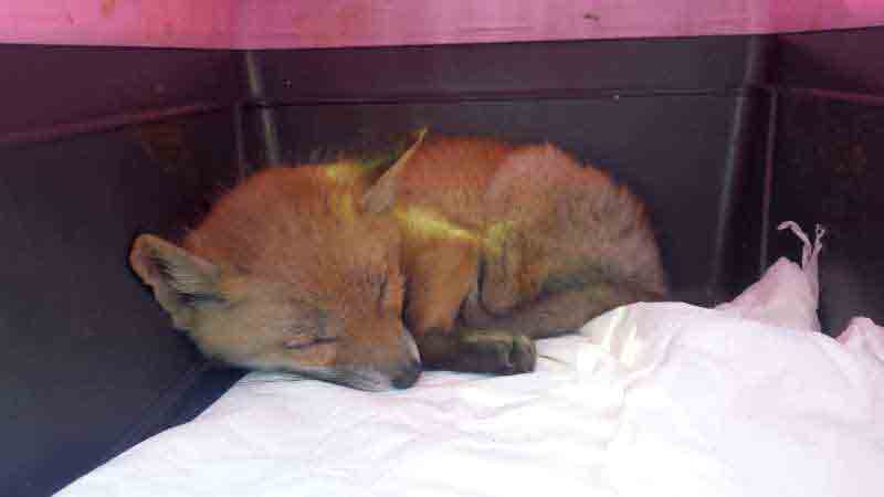 2017 05 lisek bielany