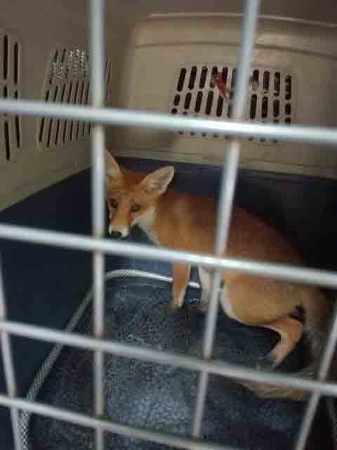 2017 07 bialoleka lisek 01