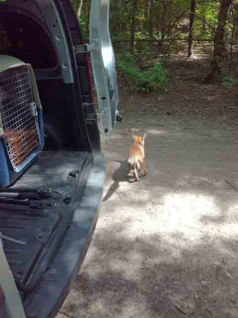 2017 07 bialoleka lisek 02