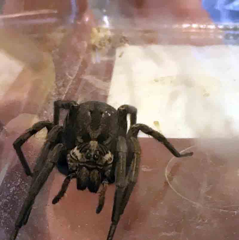 2017 08 wilczy pajak 01