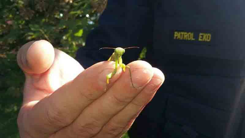 2017 09 modliszka wilanow 01