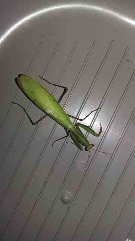 2017 09 modliszka wilanow 02