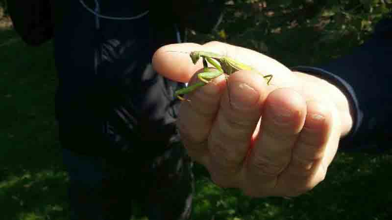 2017 09 modliszka wilanow 03