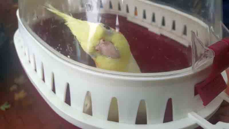 2017 09 papuga nimfa 1