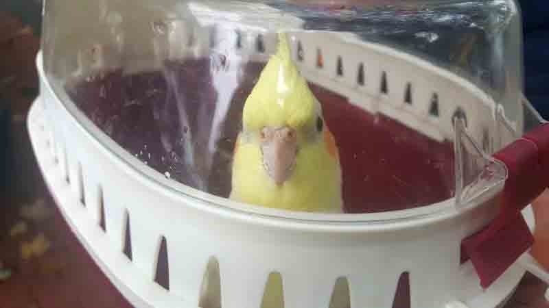 2017 09 papuga nimfa 2