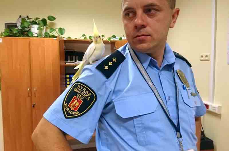 2017 09 papuga nimfa 3