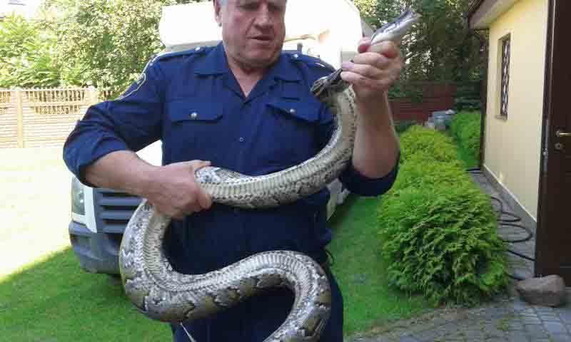 2017 09 pyton zdobnicza 1