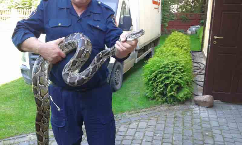 2017 09 pyton zdobnicza 2