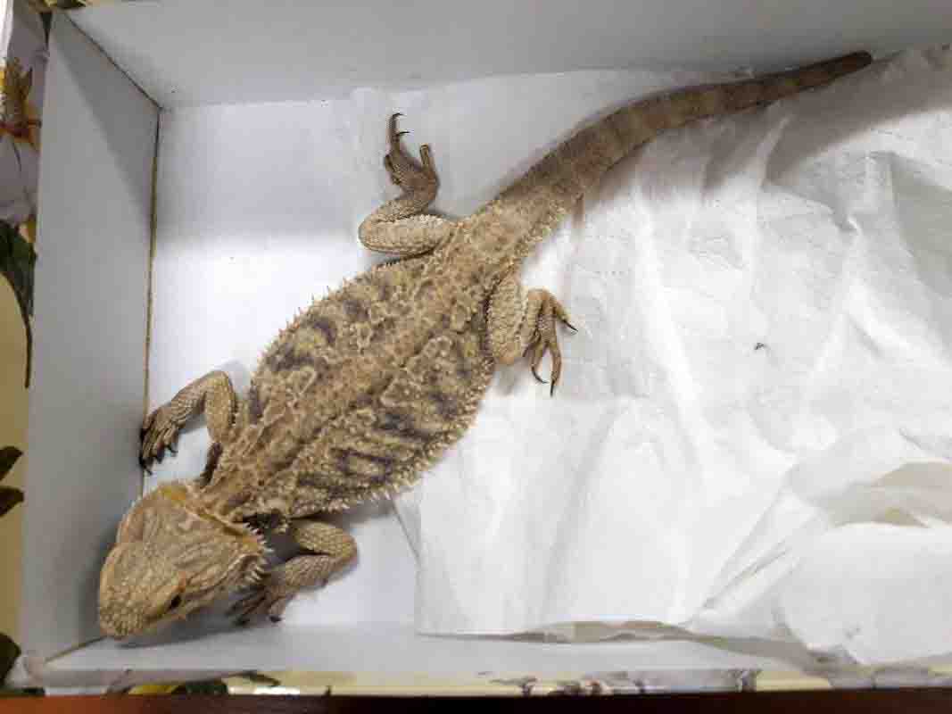 2018 03 agama brodata 01