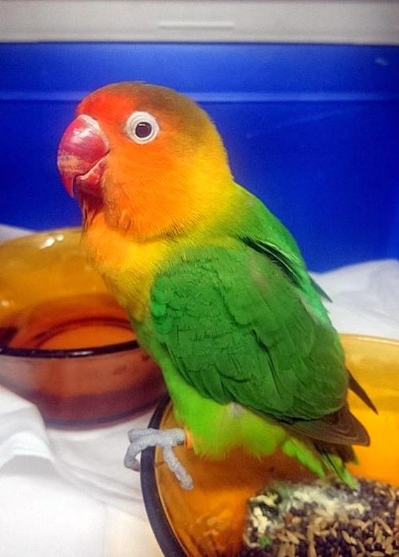 2018 04 nierozlaczka 01