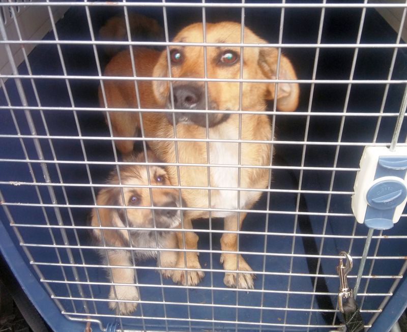 2018 08 psy glebocka 01