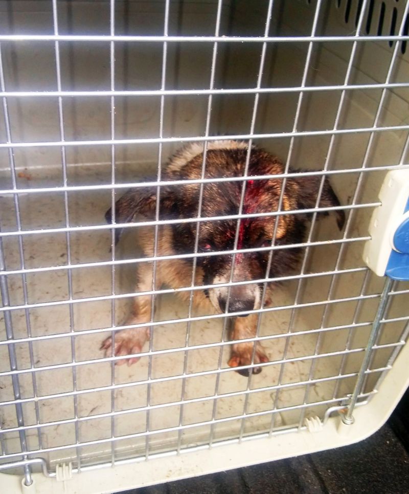 2018 08 psy glebocka 02