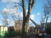 2019 01 niebezpieczne konary 00