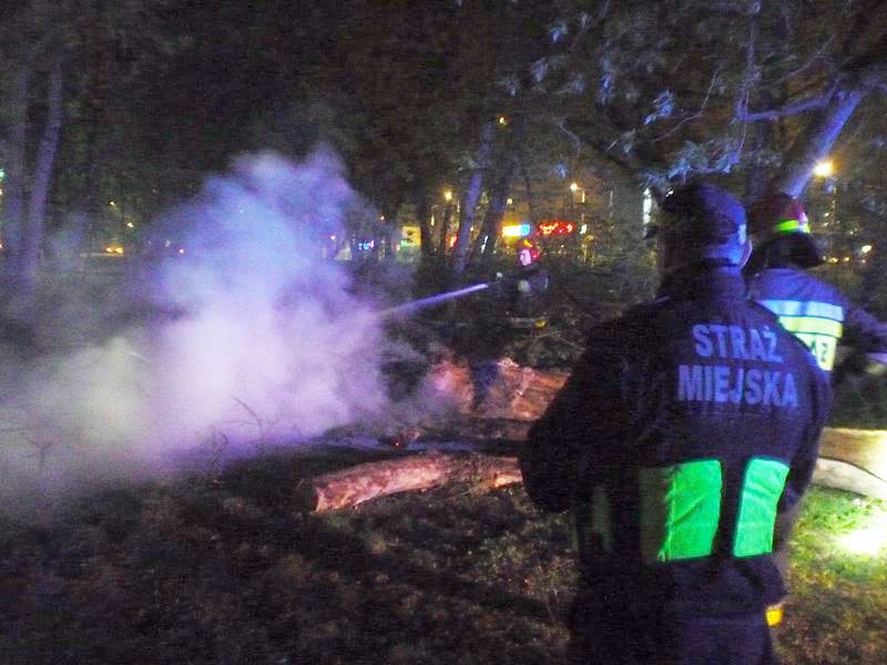 2019 04 pozar drzewa 01