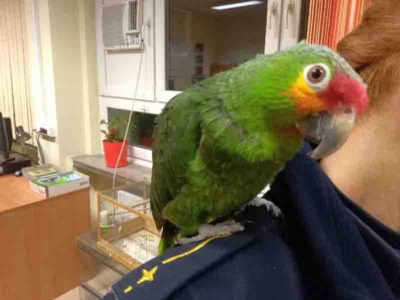 2019 05 papuga modlinska