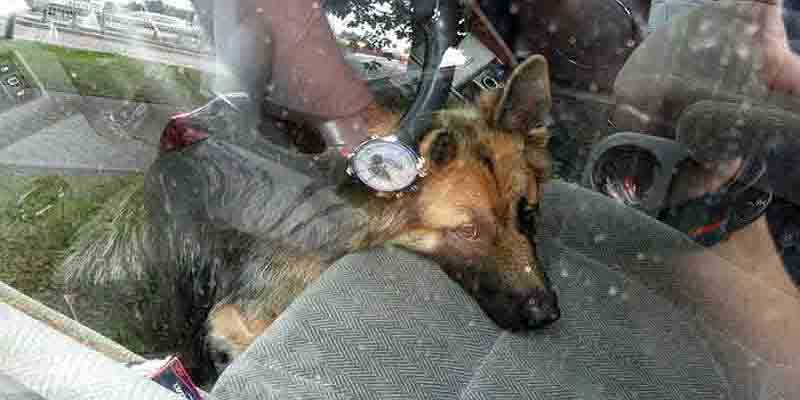 2017 08 uratowane zwierzeta 2