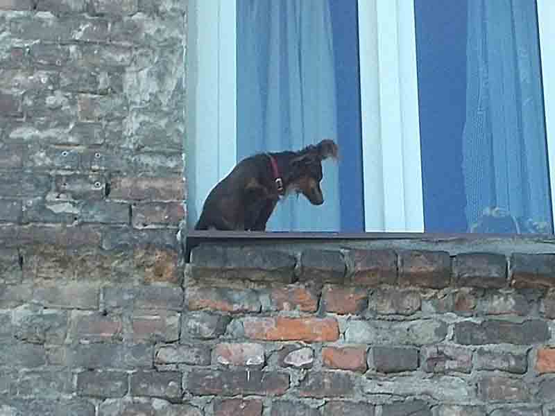 2019 06 pies kaskader 01