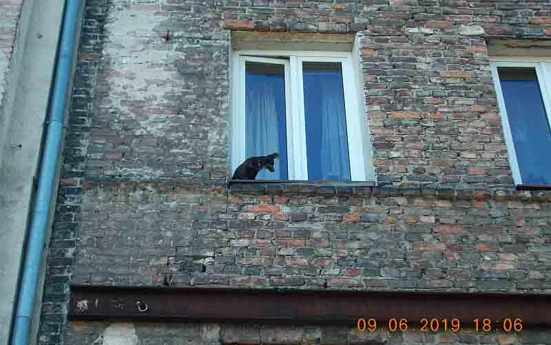 2019 06 pies kaskader 02