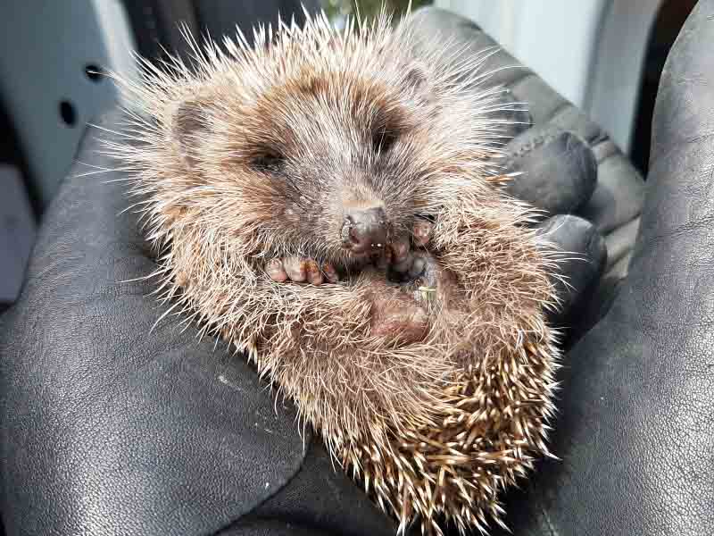 2019 07 jez kochanowskiego 01