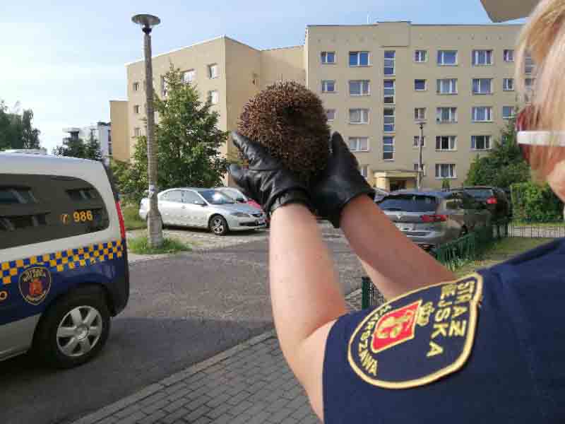 2019 07 jez sosnowiecka 02