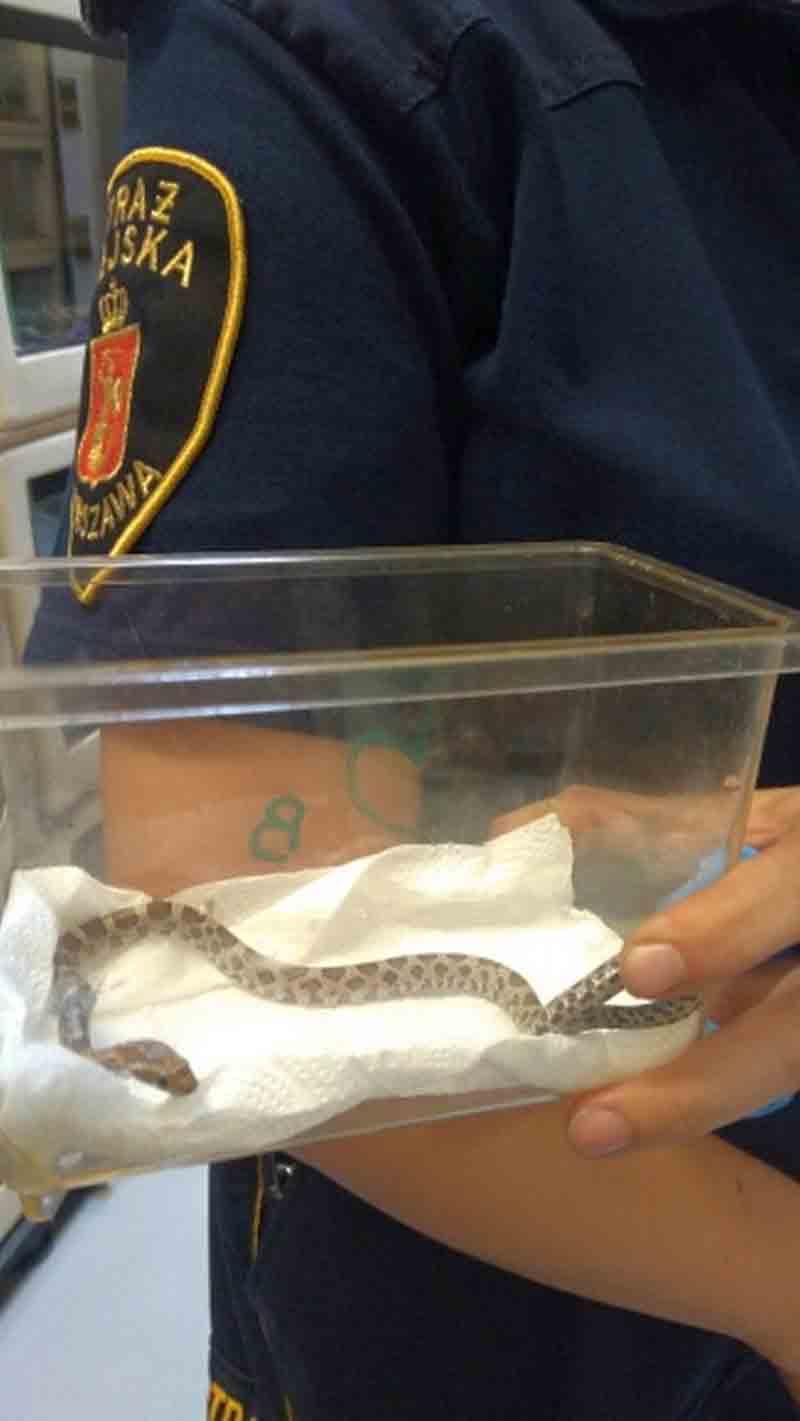 2019 07 zbozowy kasprzaka 02