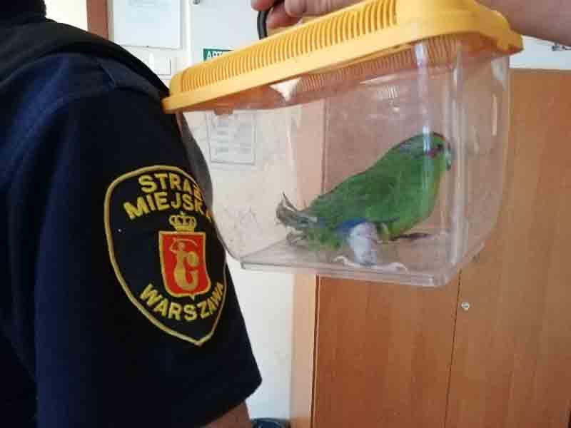 2019 09 papuga gips 02