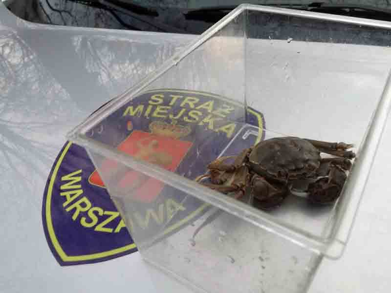 2019 10 krab radarowa 02