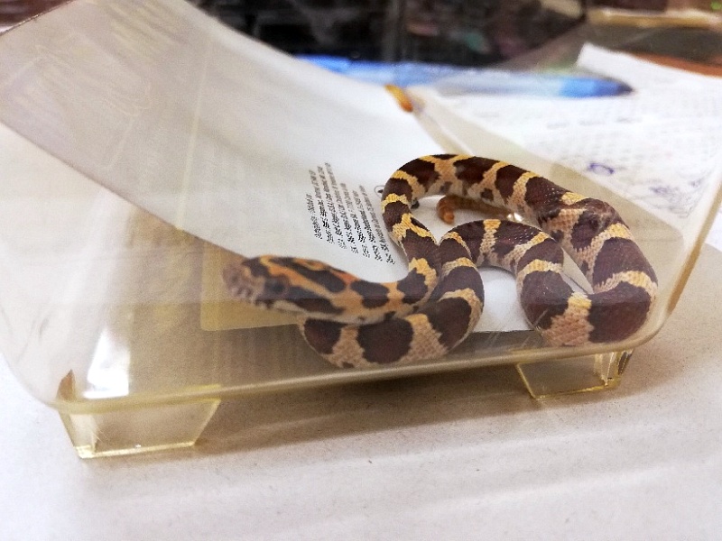 2019 10 zbozowy mini 02