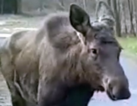 2020 04 los bemowo 03