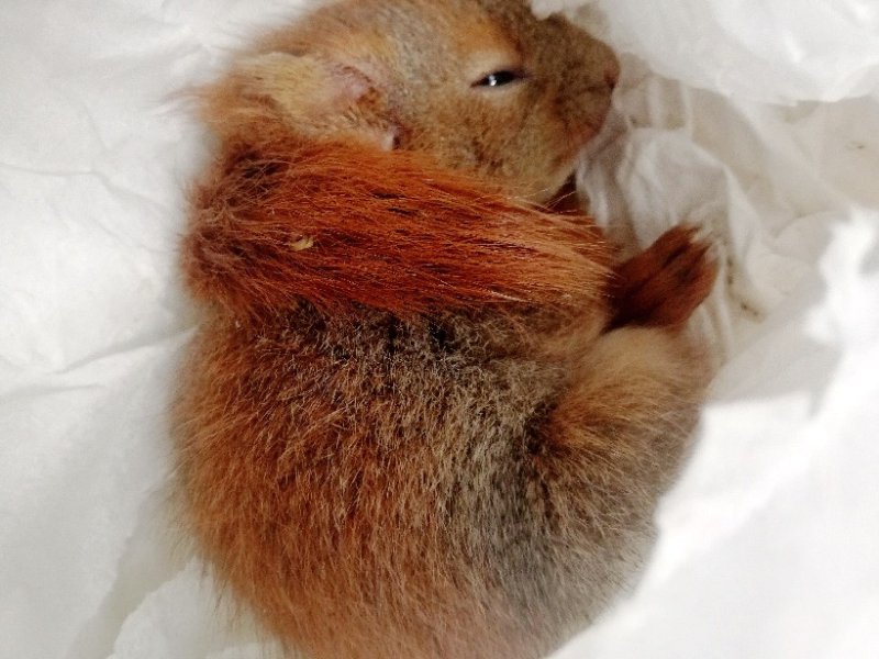 2020 05 wiewiorka ursynow