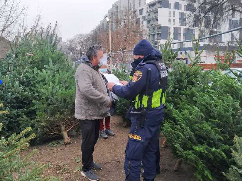 Strażnicy dokonują kontroli sprzedaży choinek