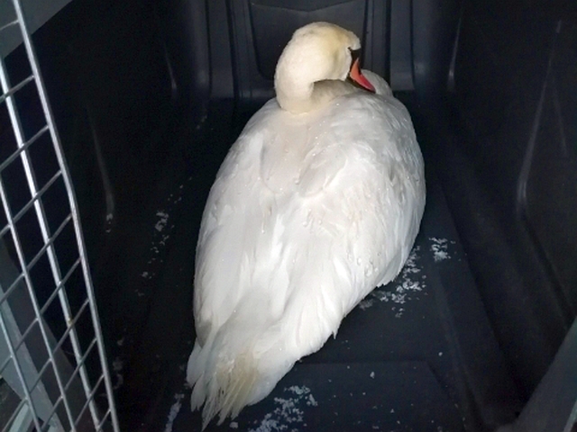 Łabędź schwytany na kanale Żerańskim