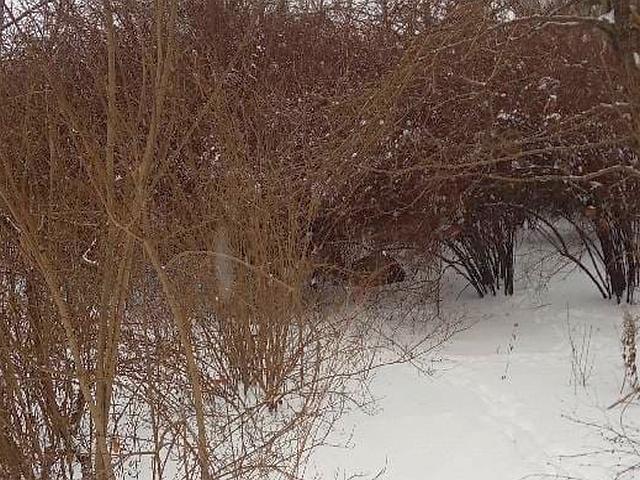 Sarna w&nbsp;zaroślach