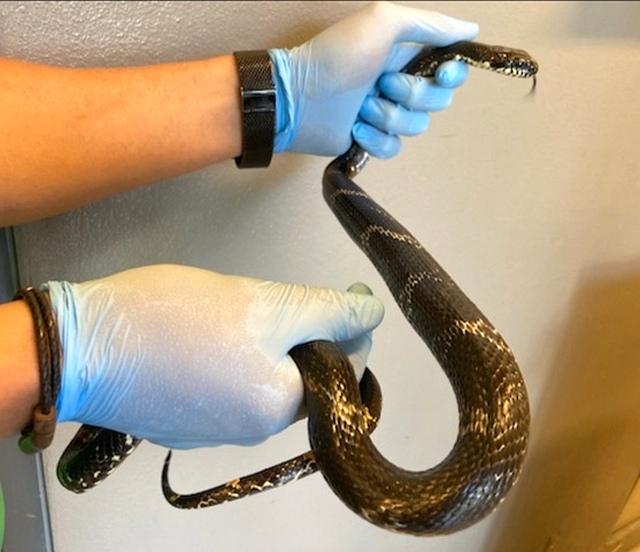 Długi, brązowy z&nbsp;żółtymi wzorami na skórze wąż amurski w&nbsp;rękach strażnika miejskiego.