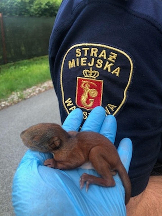Osesek wiewiórki na dłoni strażnika miejskiego.