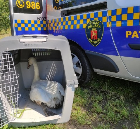 Łabędź w transporterze dla zwierząt, na tle radiowozu Straży Miejskiej miasta stołecznego Warszawy.