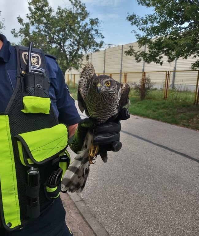 Pustułka w ręku strażnika Ekopatrolu