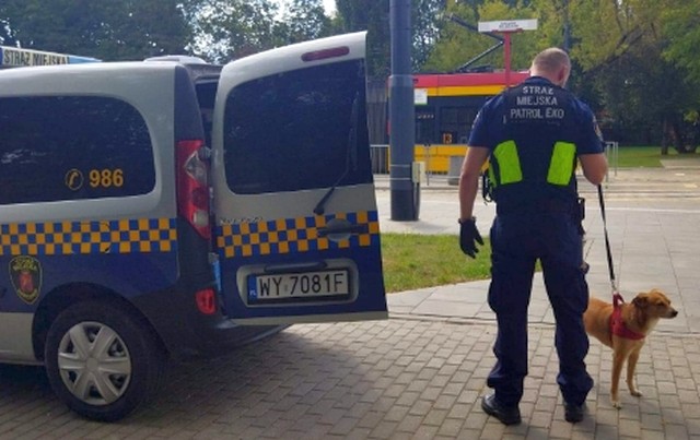 Strażnik miejski w kamizelce służbowej z napisem "Straż Miejska Patrol Eko" prowadzi na smyczy psa znalezionego w tramwaju.