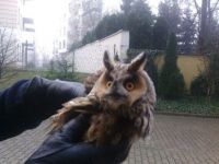 sowa uszatka 18.01.2015 200x150