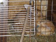 2017_07_20_kroliki_OT3_02