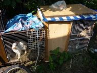 2017_07_20_kroliki_OT3_04