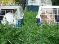 2017_07_20_kroliki_OT3_06