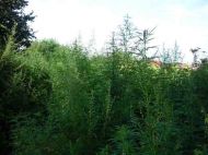 2017_08_07_marihuana_01