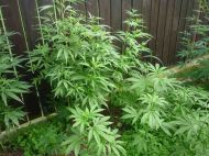 2017_08_07_marihuana_03