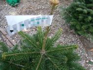 2017_12_kontrole_choinek_04